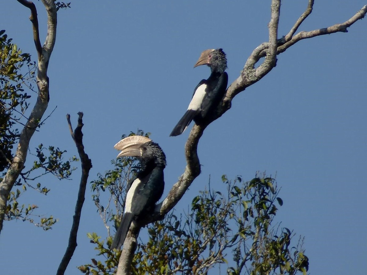 Silvery-cheeked Hornbill - Barry Reed