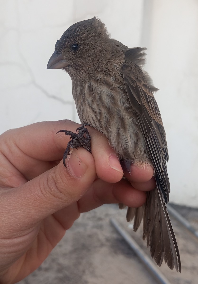 House Finch - ML614406226