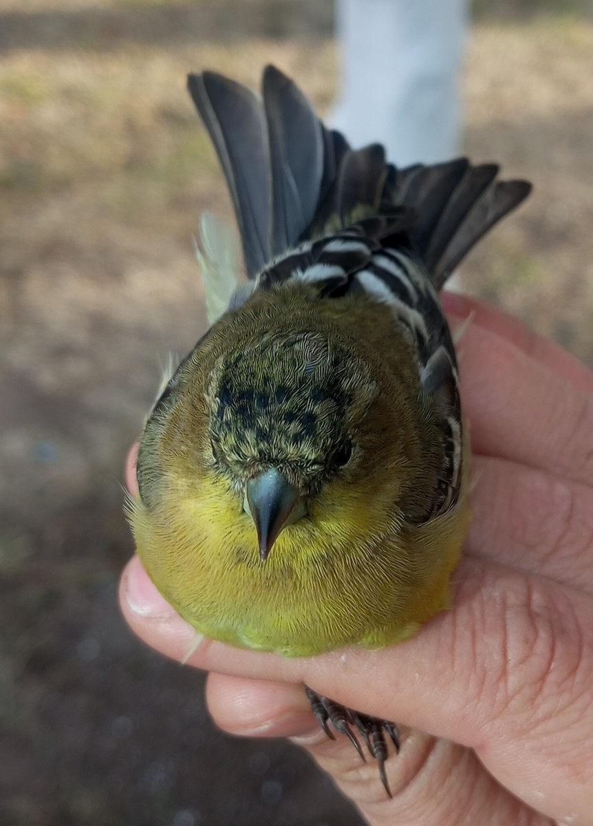 Lesser Goldfinch - ML614406240