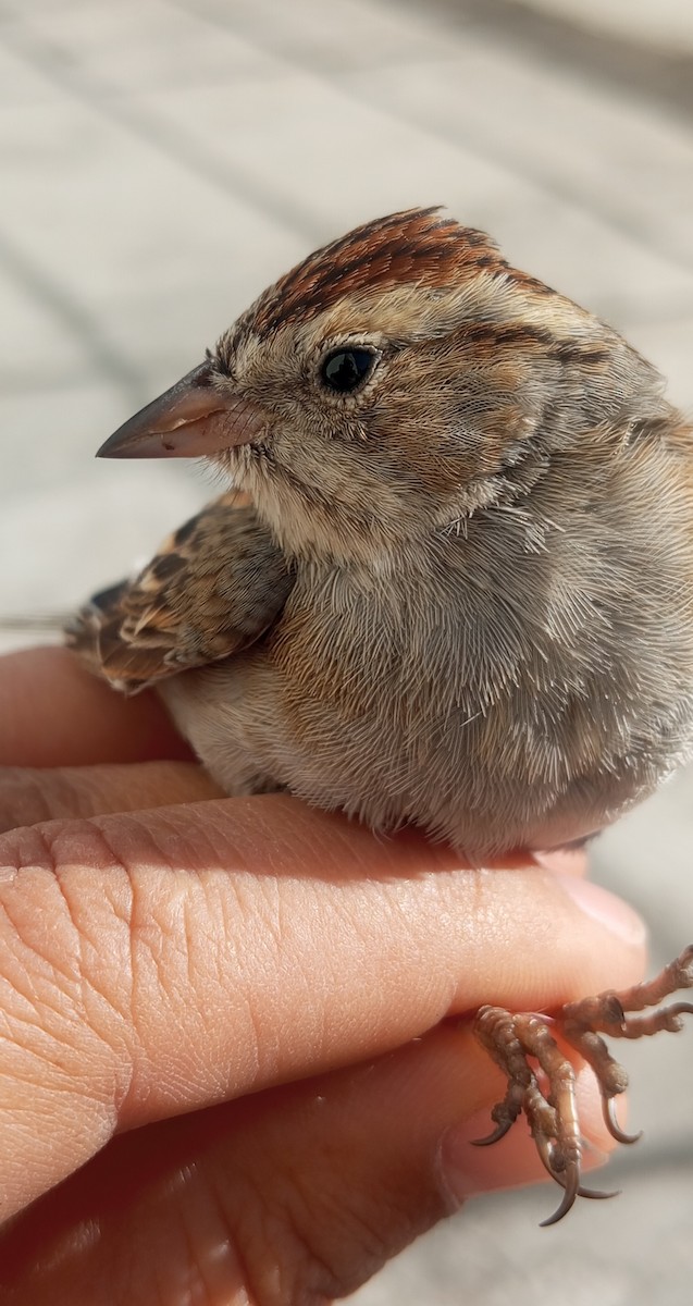 Chipping Sparrow - ML614406252