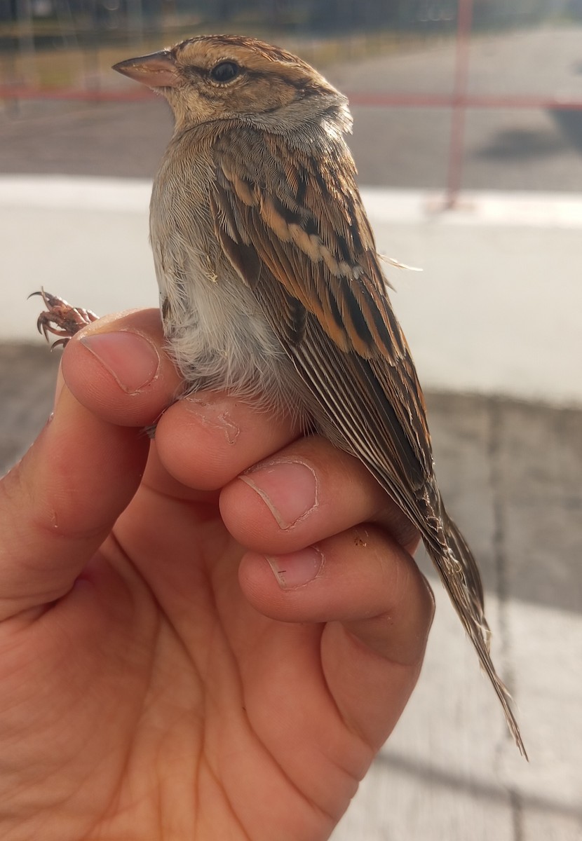 Chipping Sparrow - Ibeth Alarcón