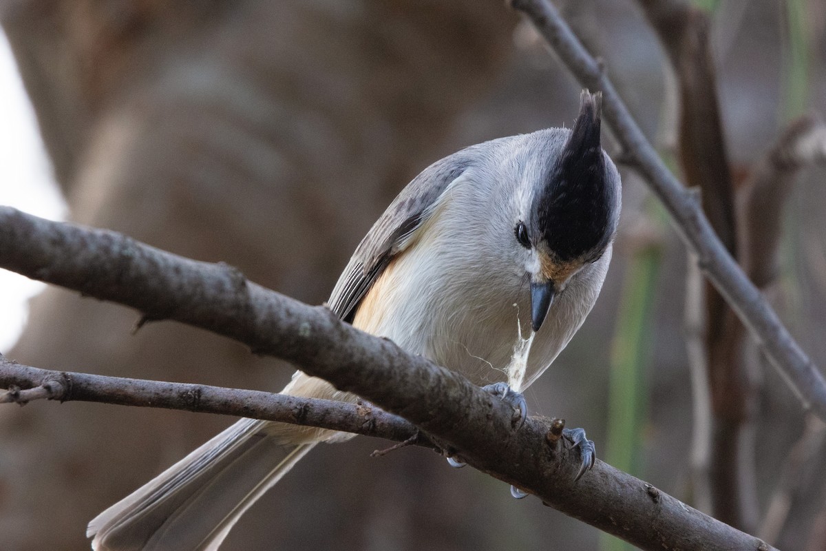 Black-crested Titmouse - ML614406256