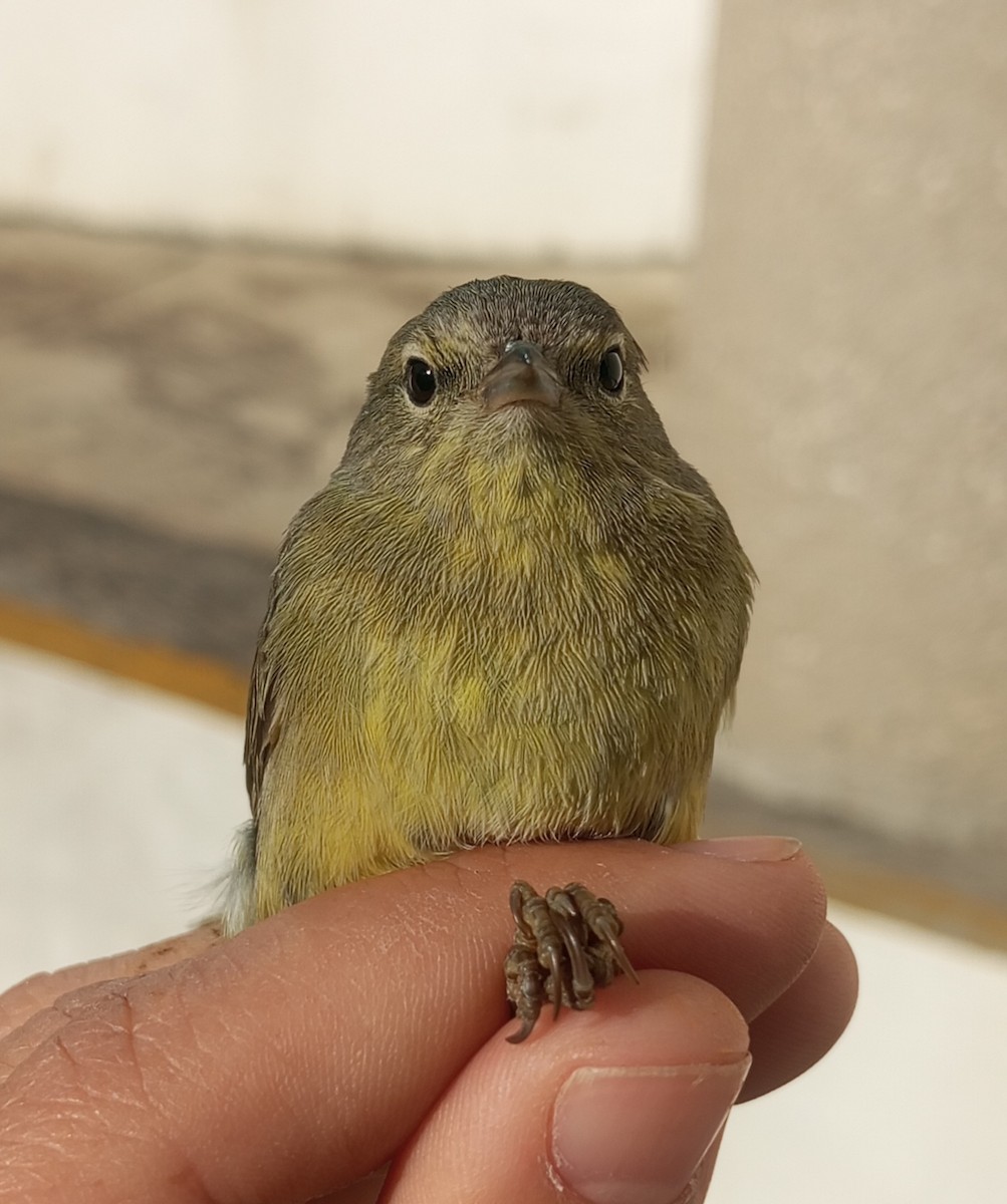 Orange-crowned Warbler - Ibeth Alarcón