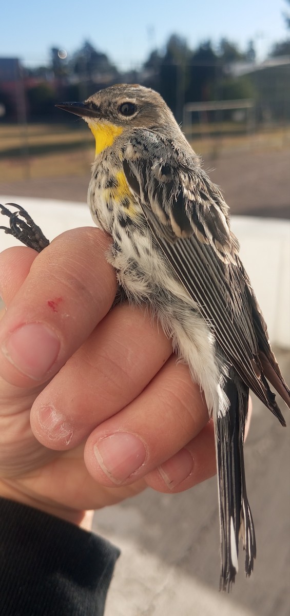 Yellow-rumped Warbler - Ibeth Alarcón