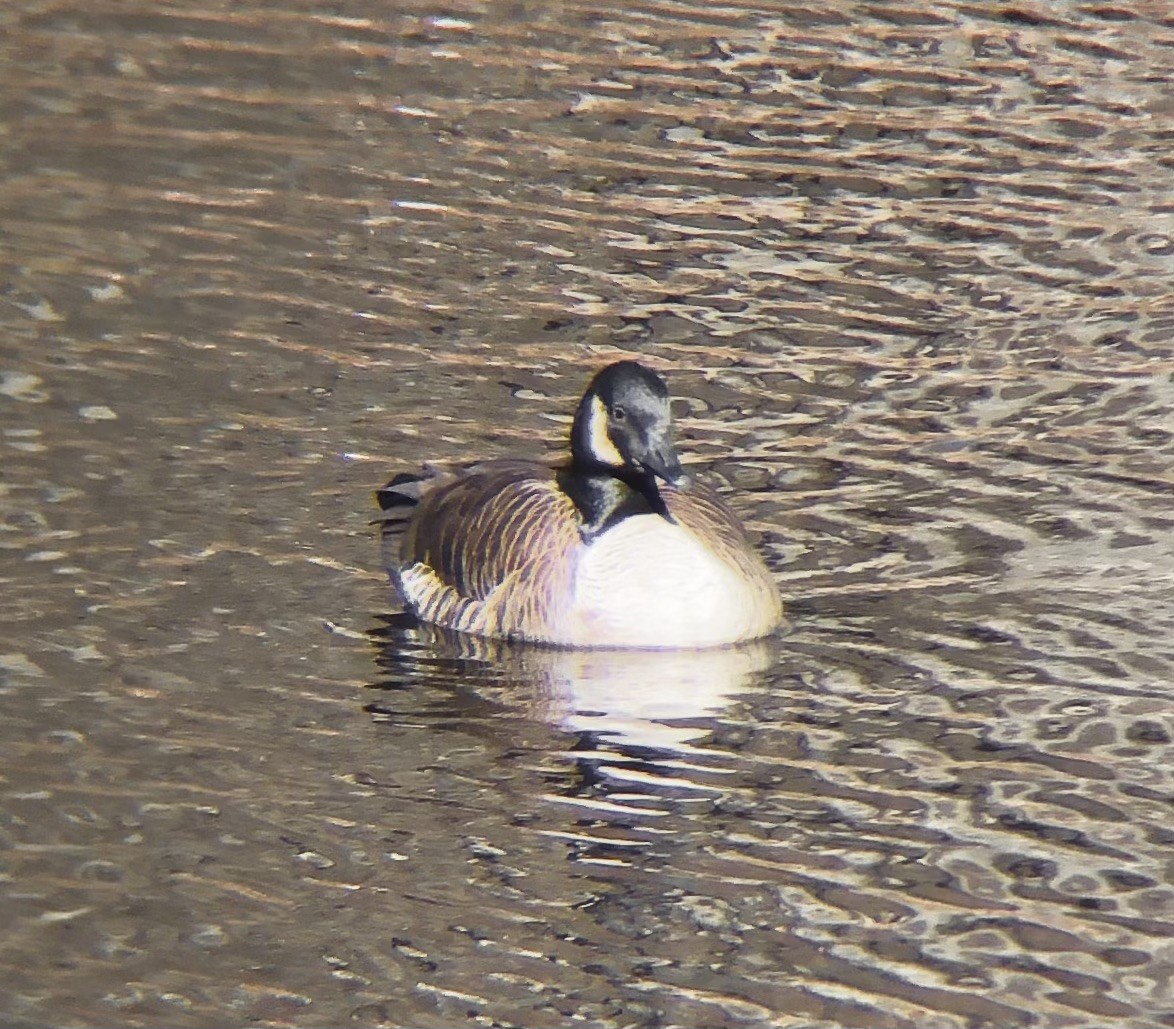 Canada Goose - ML614406338