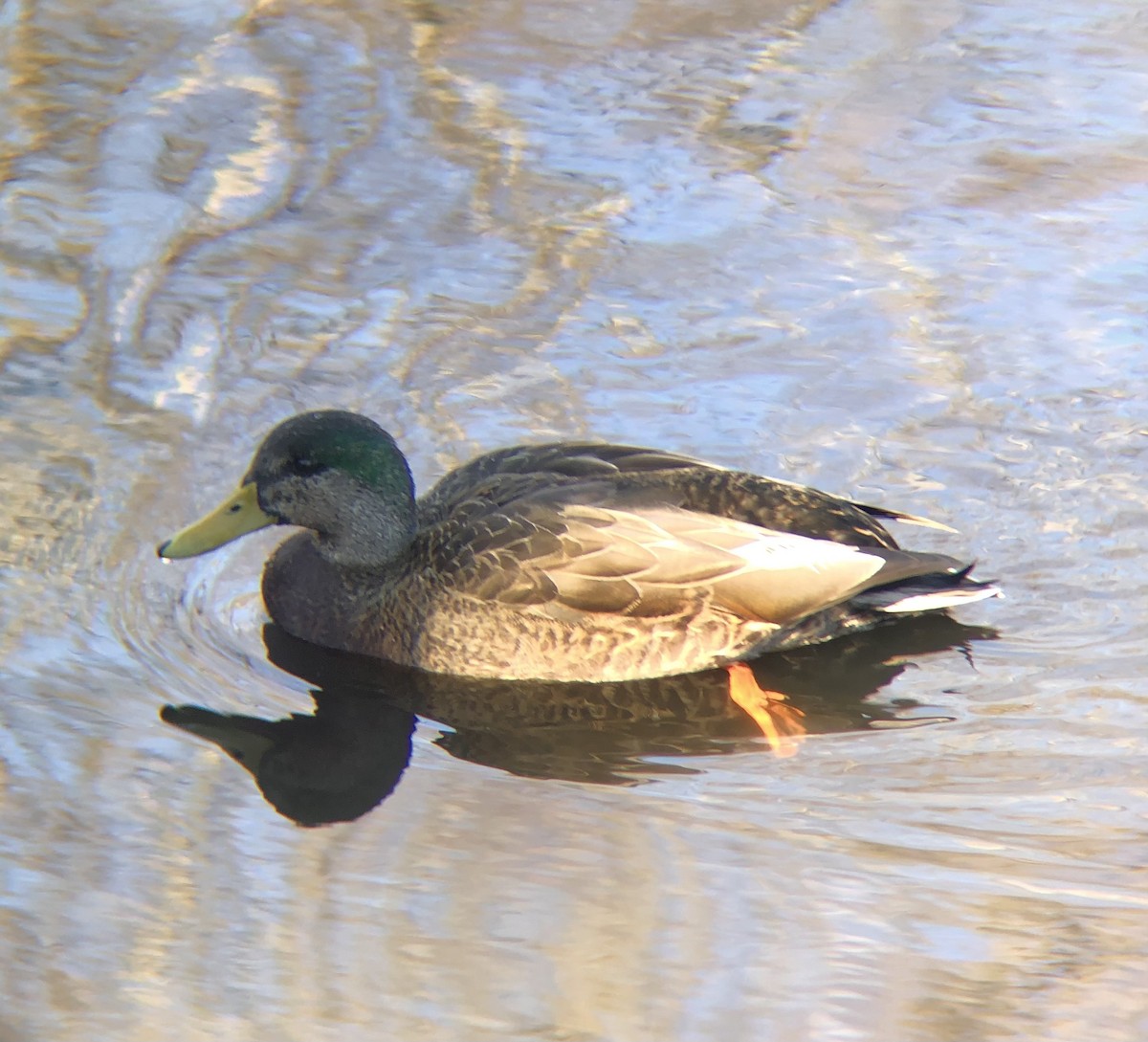 Mallard x American Black Duck (hybrid) - ML614406352