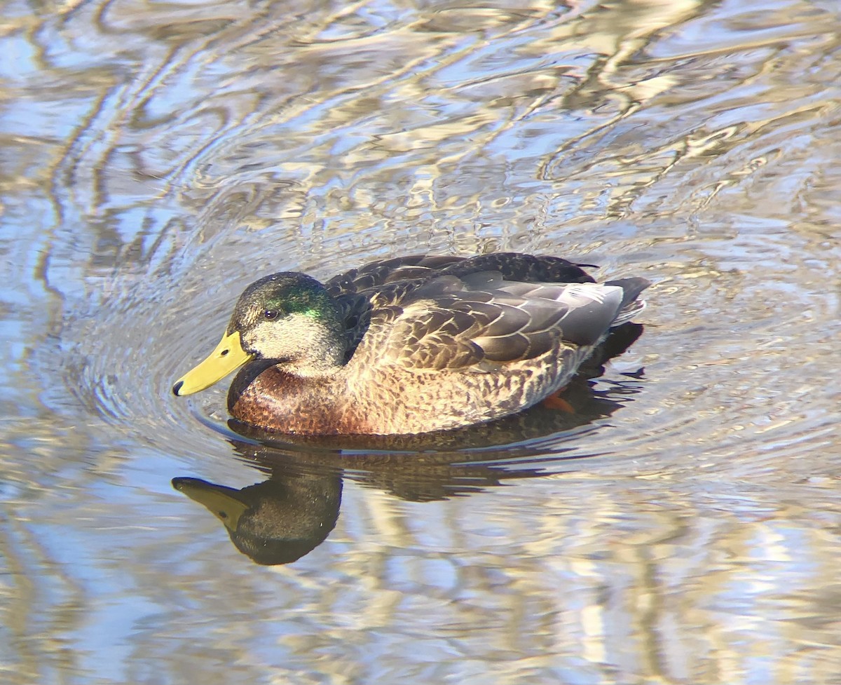 Mallard x American Black Duck (hybrid) - ML614406353