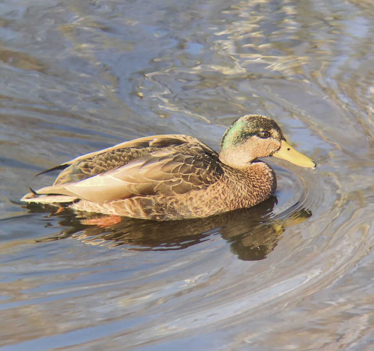 Mallard x American Black Duck (hybrid) - ML614406359