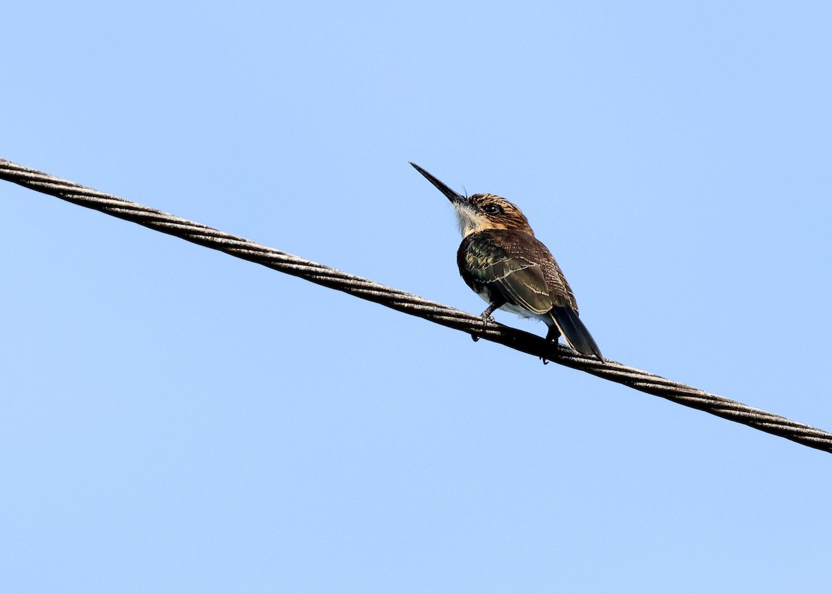 Brown Jacamar - ML614406377