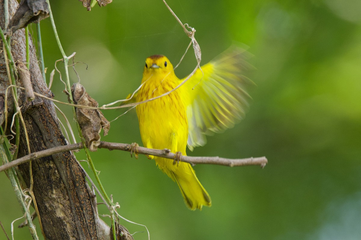 Yellow Warbler - Michael St John