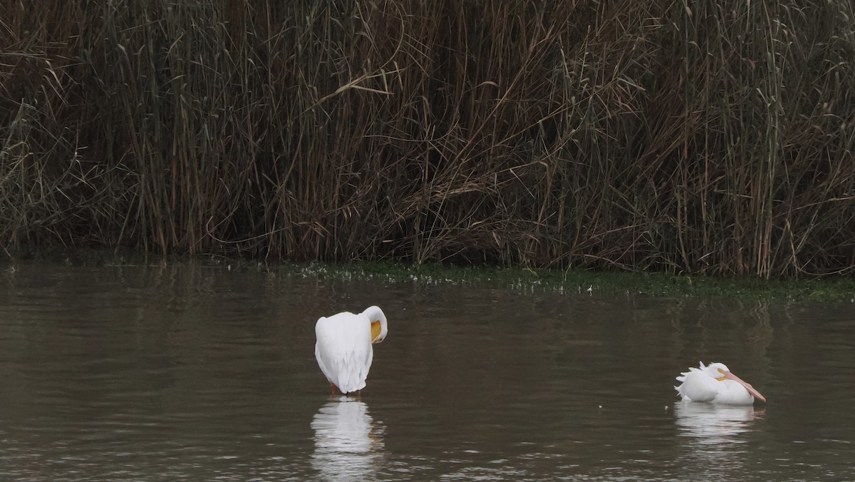 American White Pelican - Mike Grant