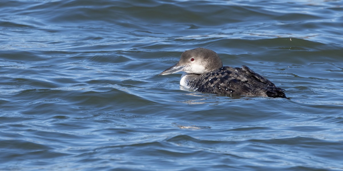 Common Loon - ML614406402