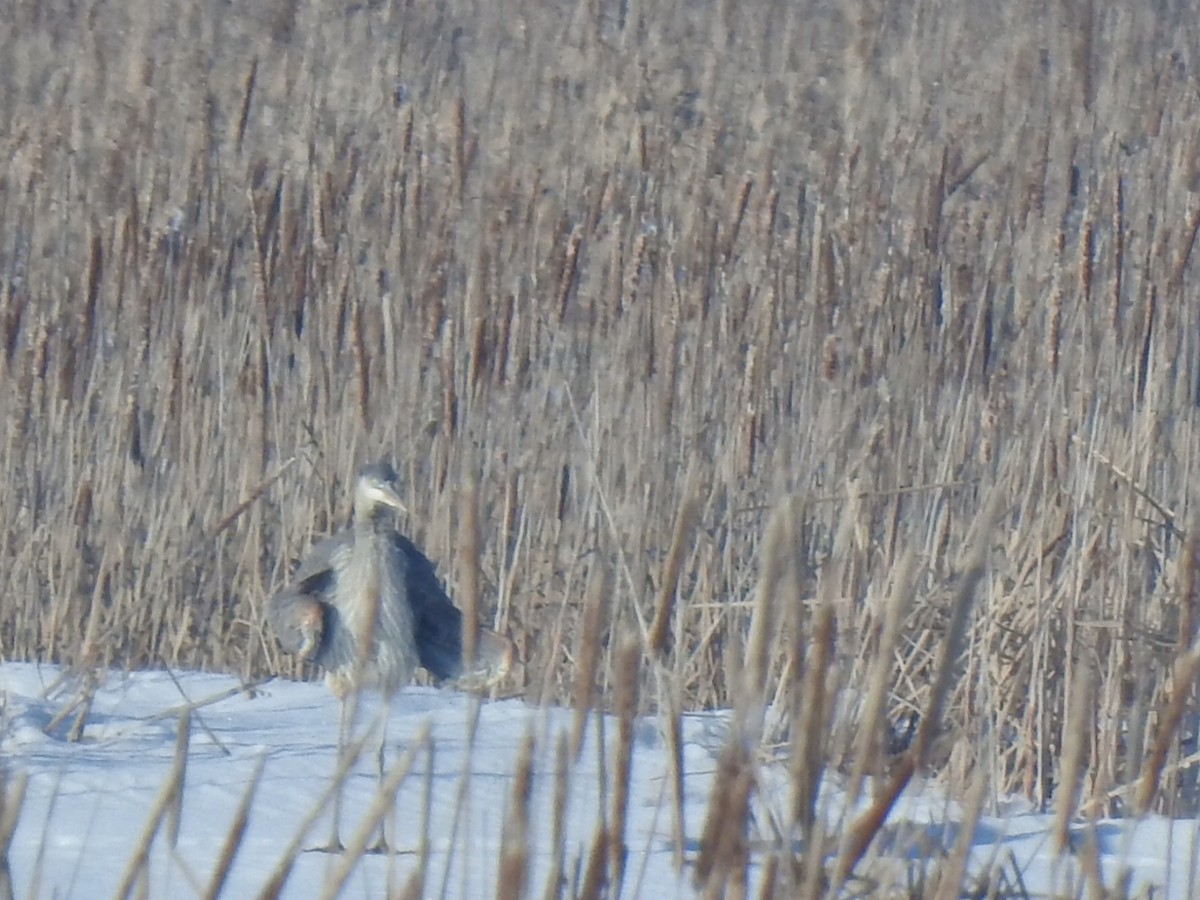 Great Blue Heron - ML614406412