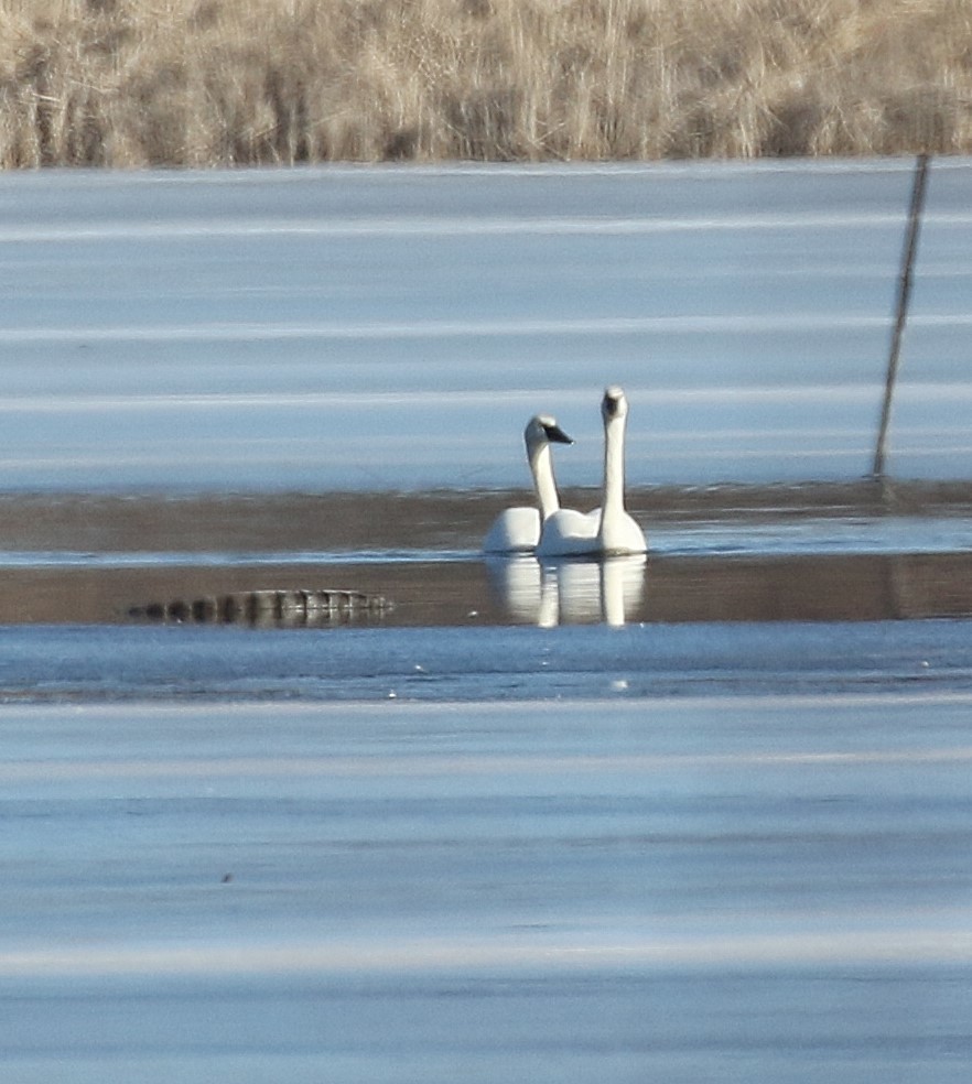 Trumpeter Swan - ML614406423