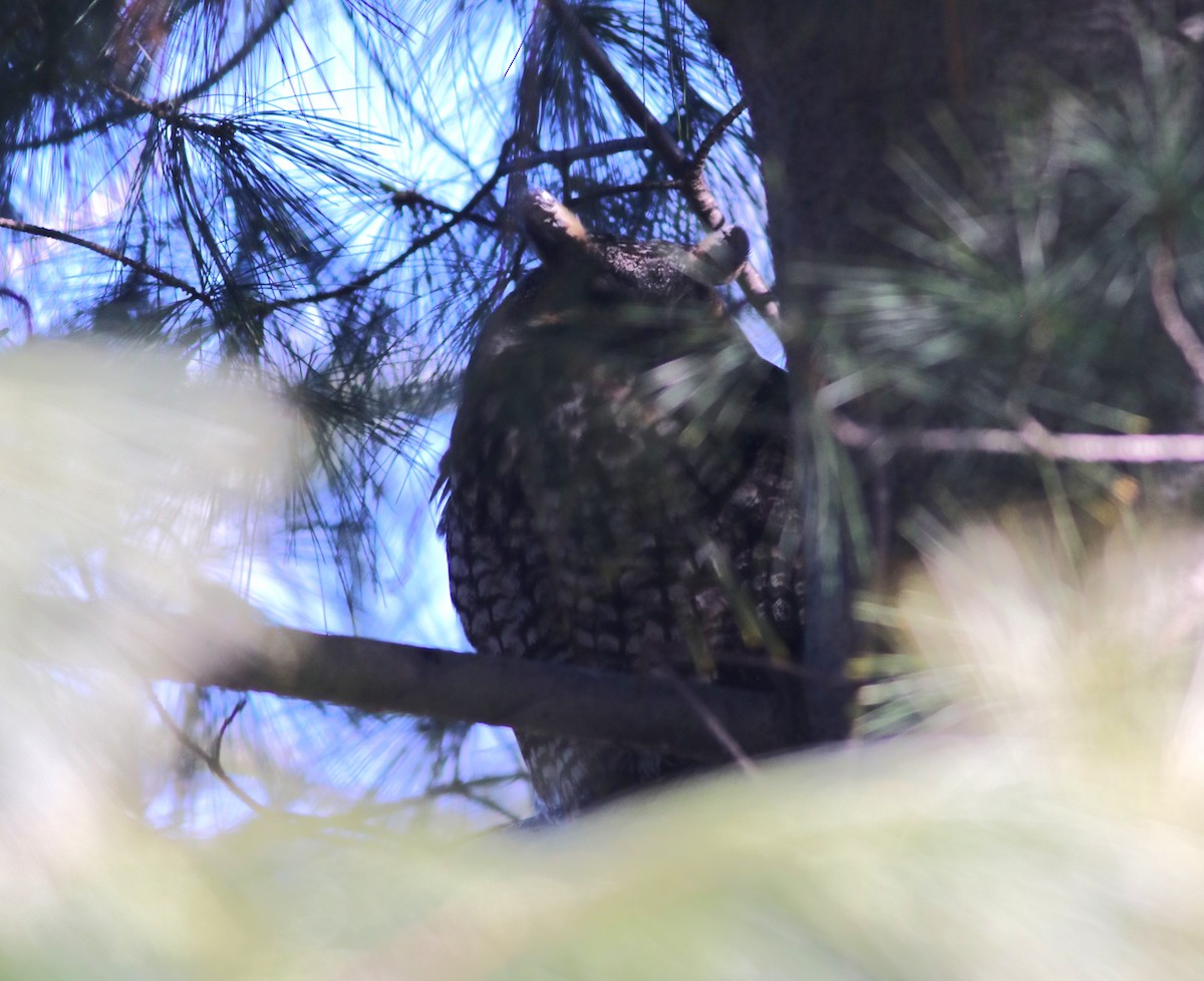 Long-eared Owl - Brent Bomkamp