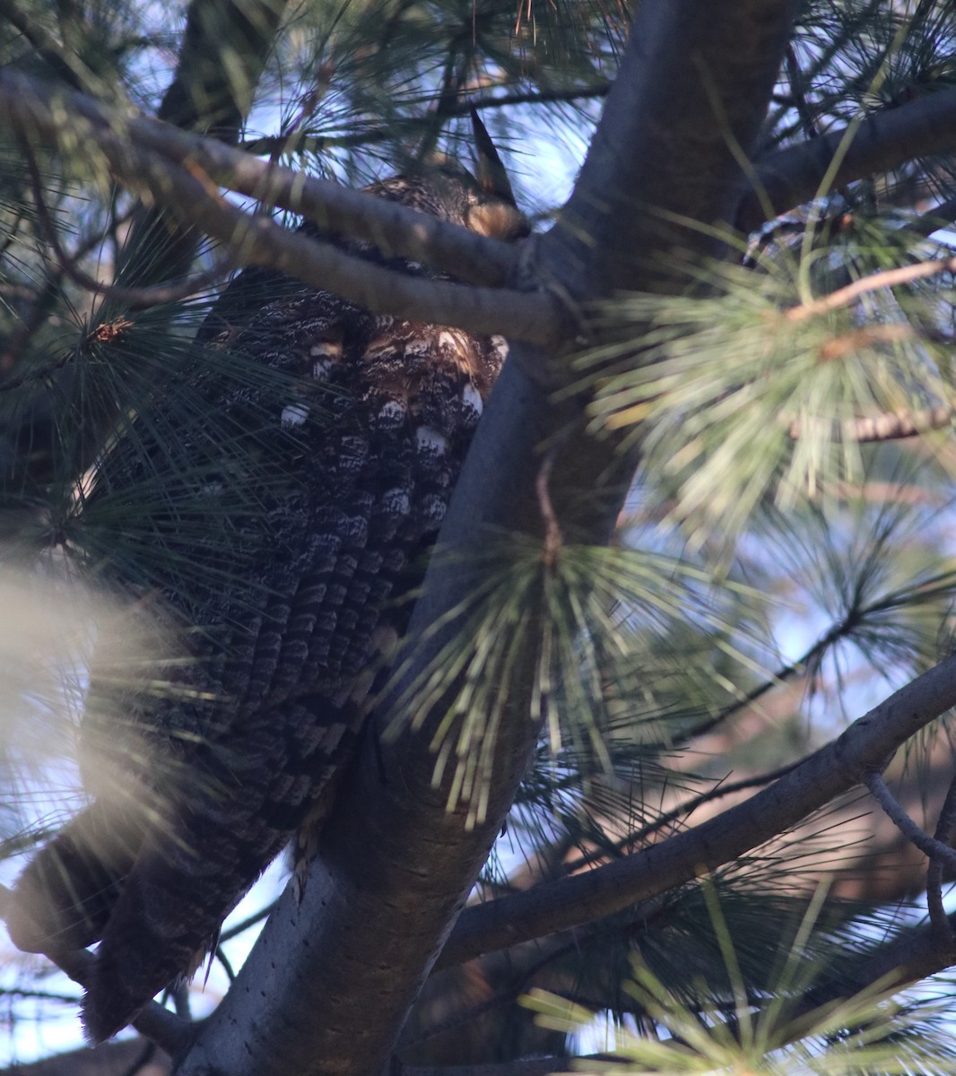 Long-eared Owl - ML614406447