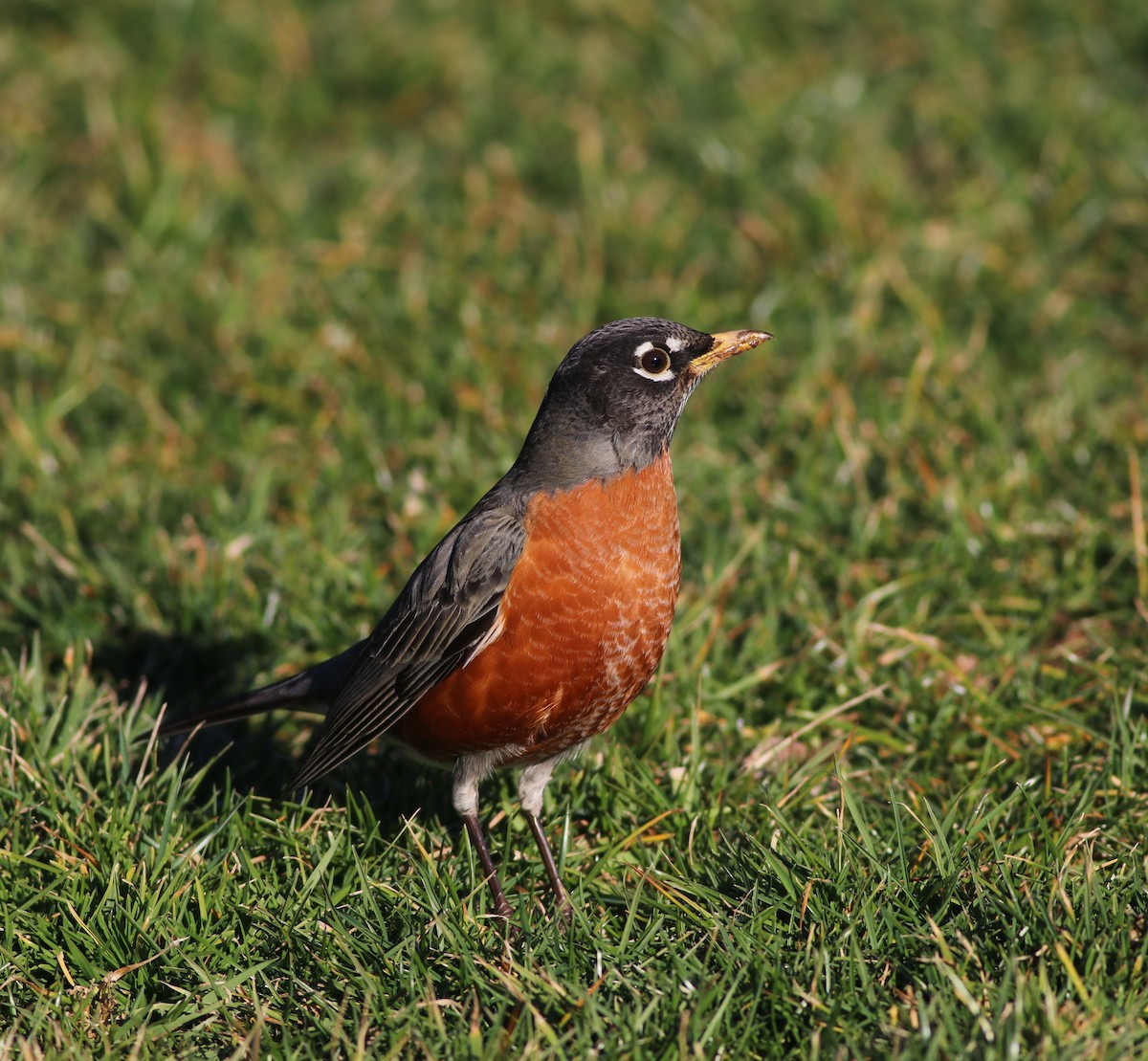 American Robin - ML614406468