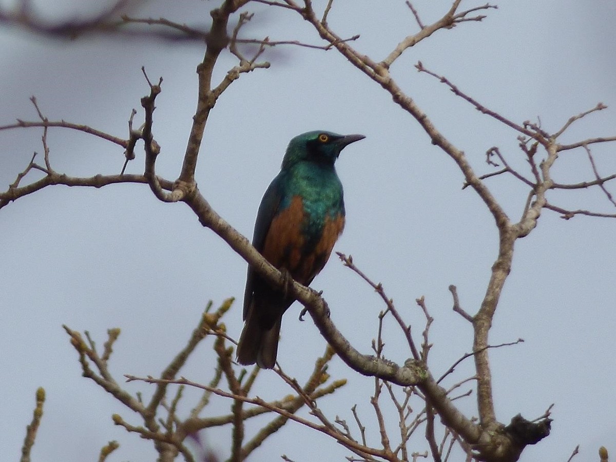 Lesser Blue-eared Starling (Miombo) - ML614406529