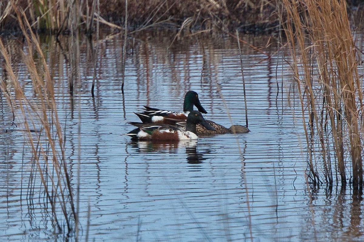 Northern Shoveler - ML614406535