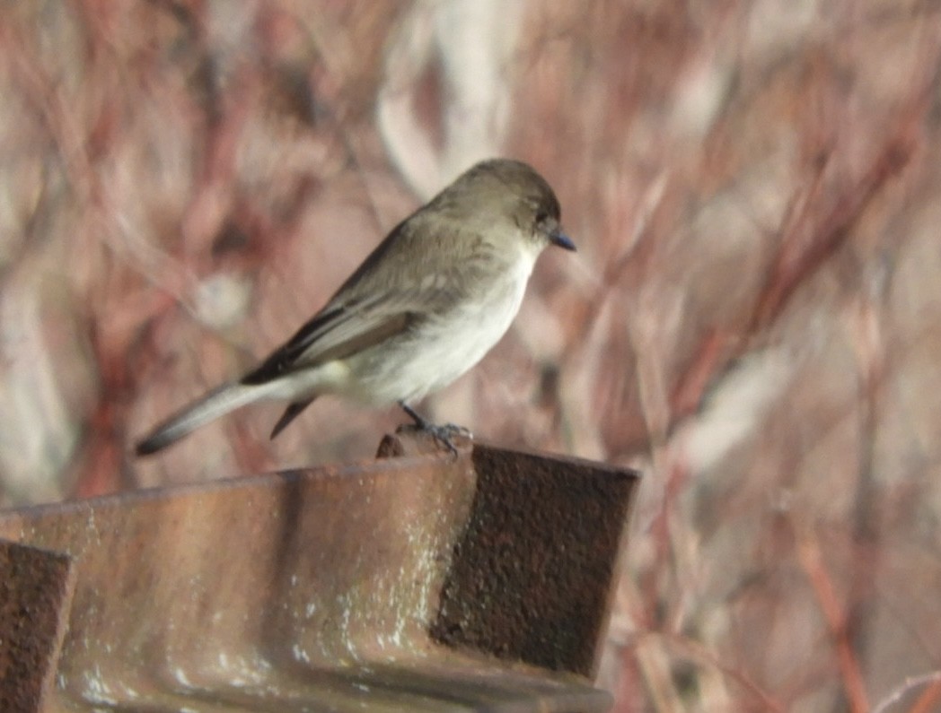 Eastern Phoebe - ML614406538