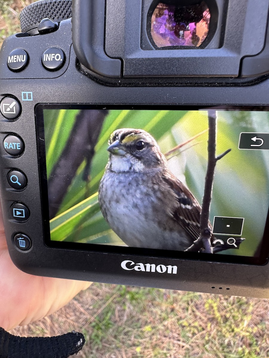 strnadec bělohrdlý - ML614406555