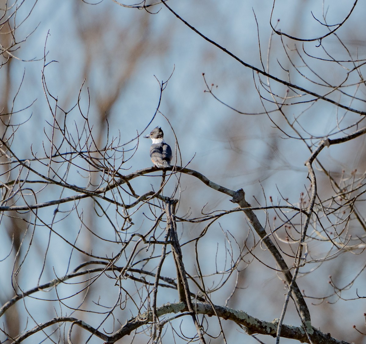 Belted Kingfisher - ML614406593