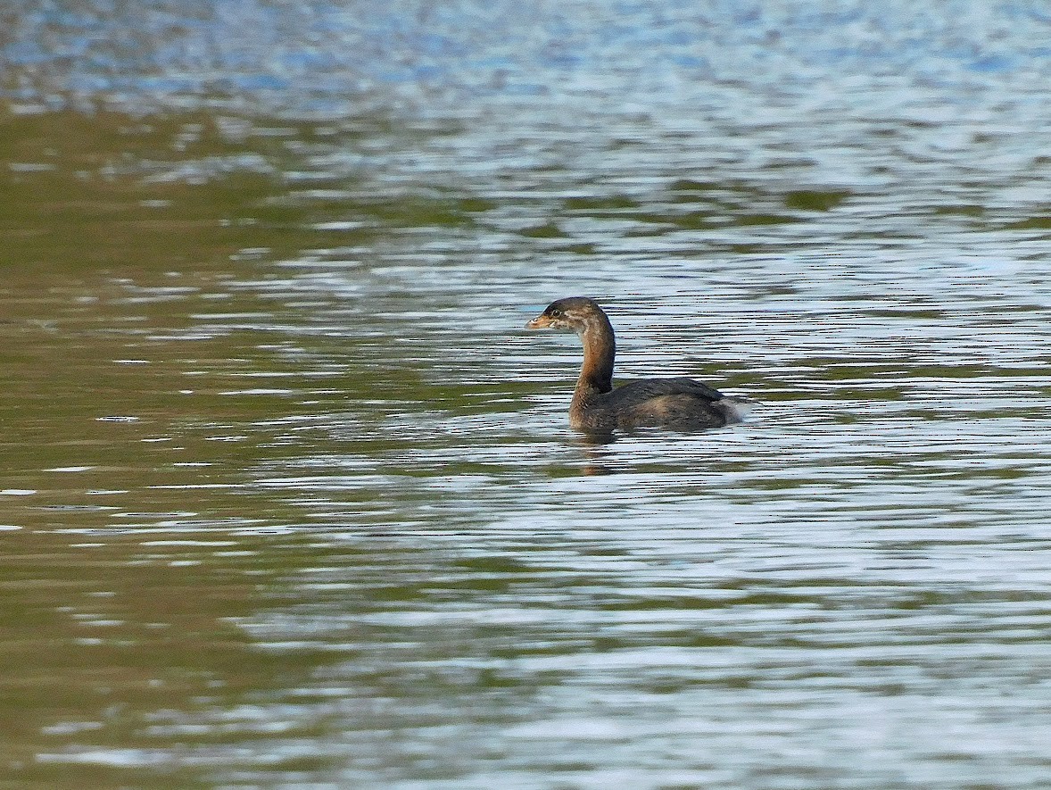 Pied-billed Grebe - ML614406704