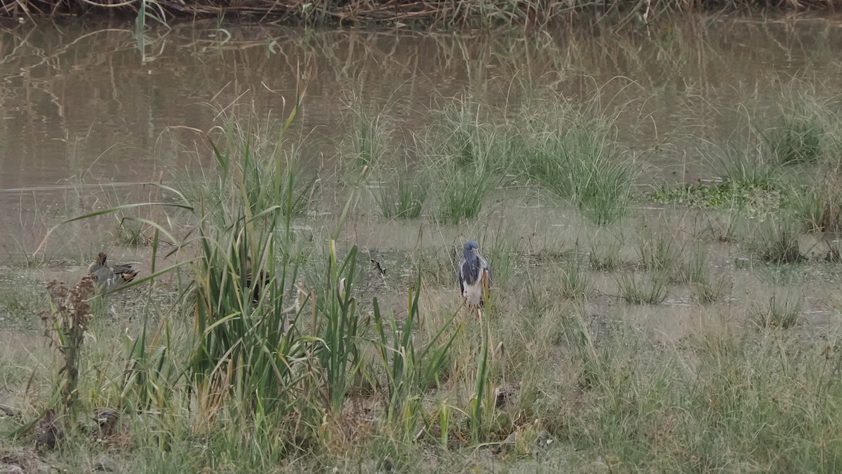 Tricolored Heron - ML614406719