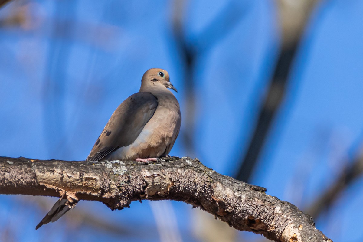 Mourning Dove - ML614406739