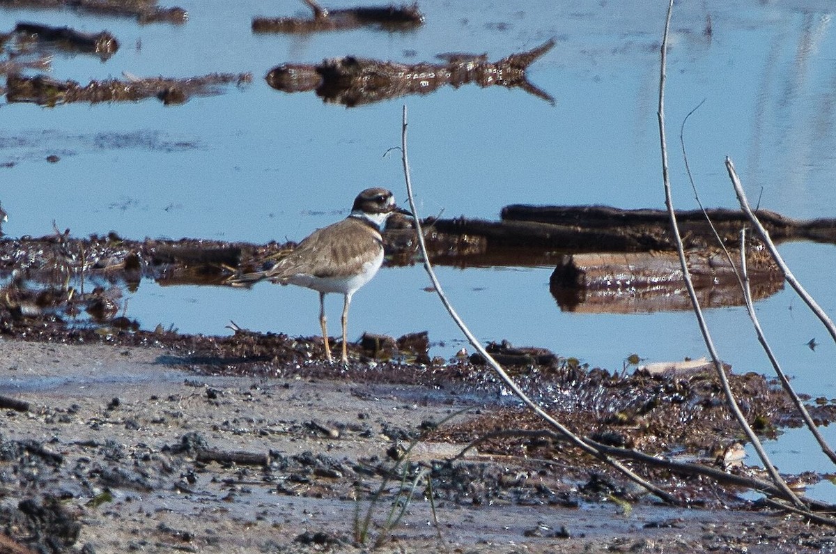 Killdeer - ML614406829