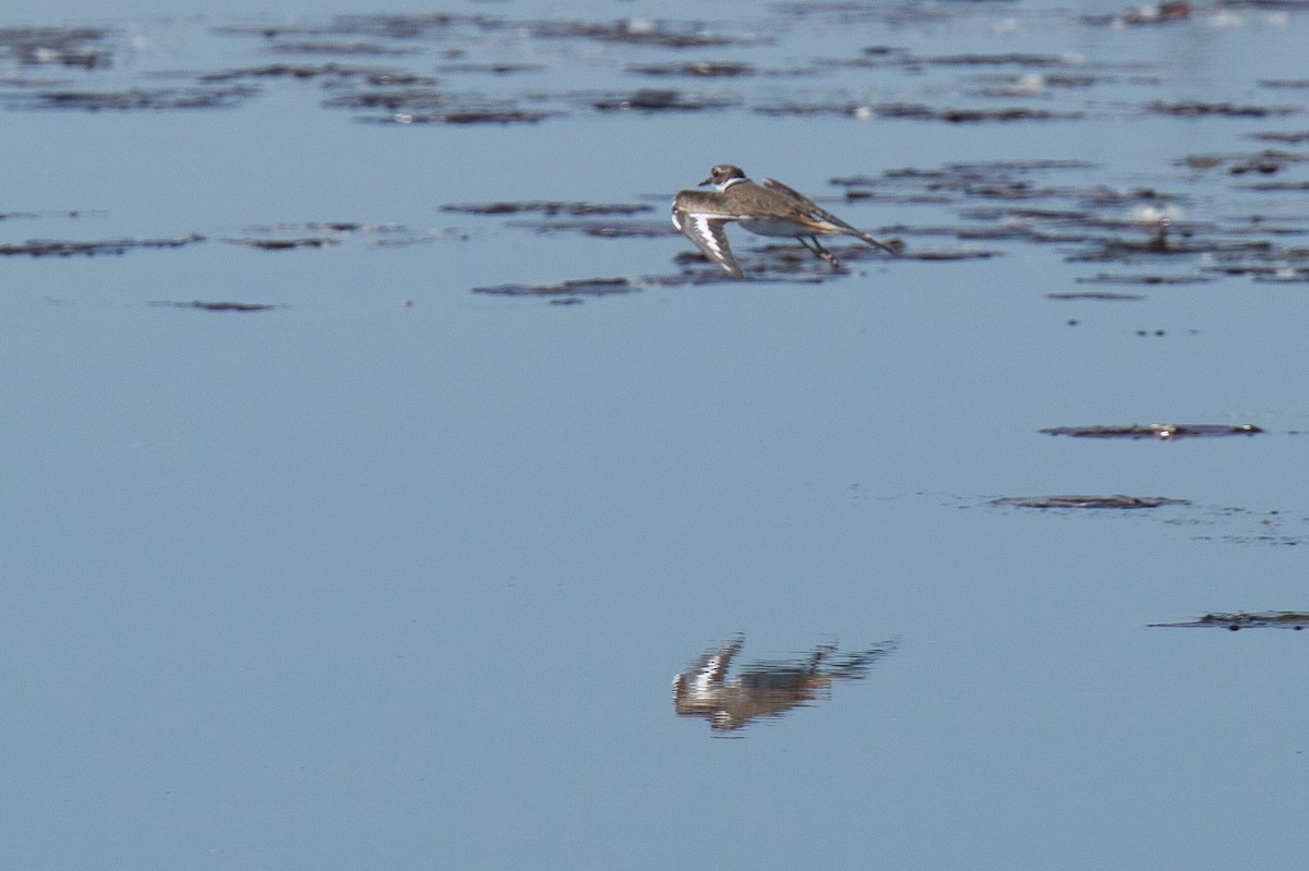 Killdeer - ML614406830