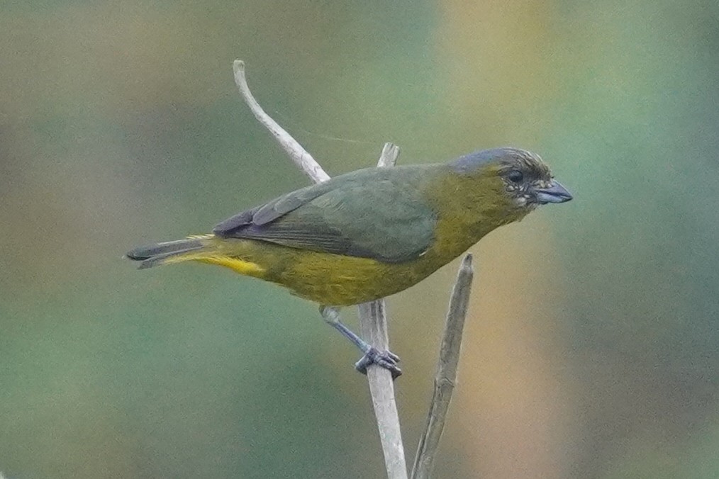 Golden-bellied Euphonia - ML614406841