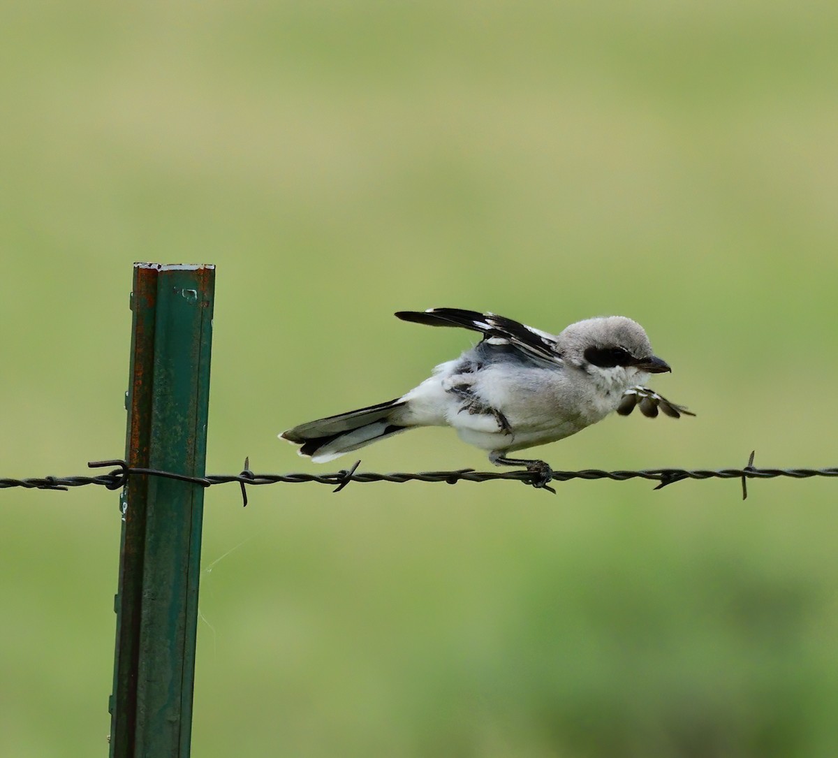 ťuhýk americký - ML614406861