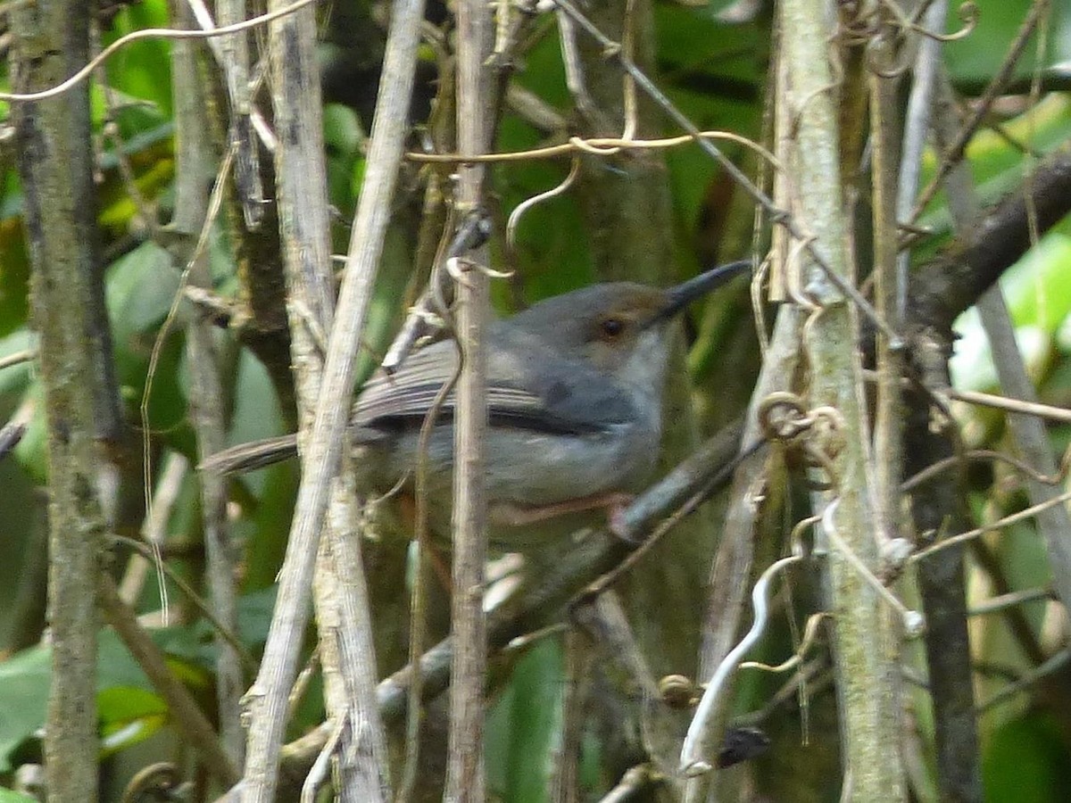 Long-billed Tailorbird (Long-billed) - ML614406919