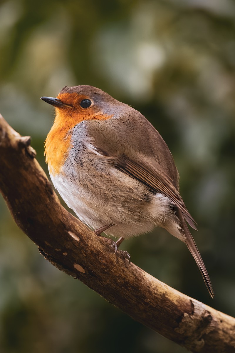 European Robin - ML614406980