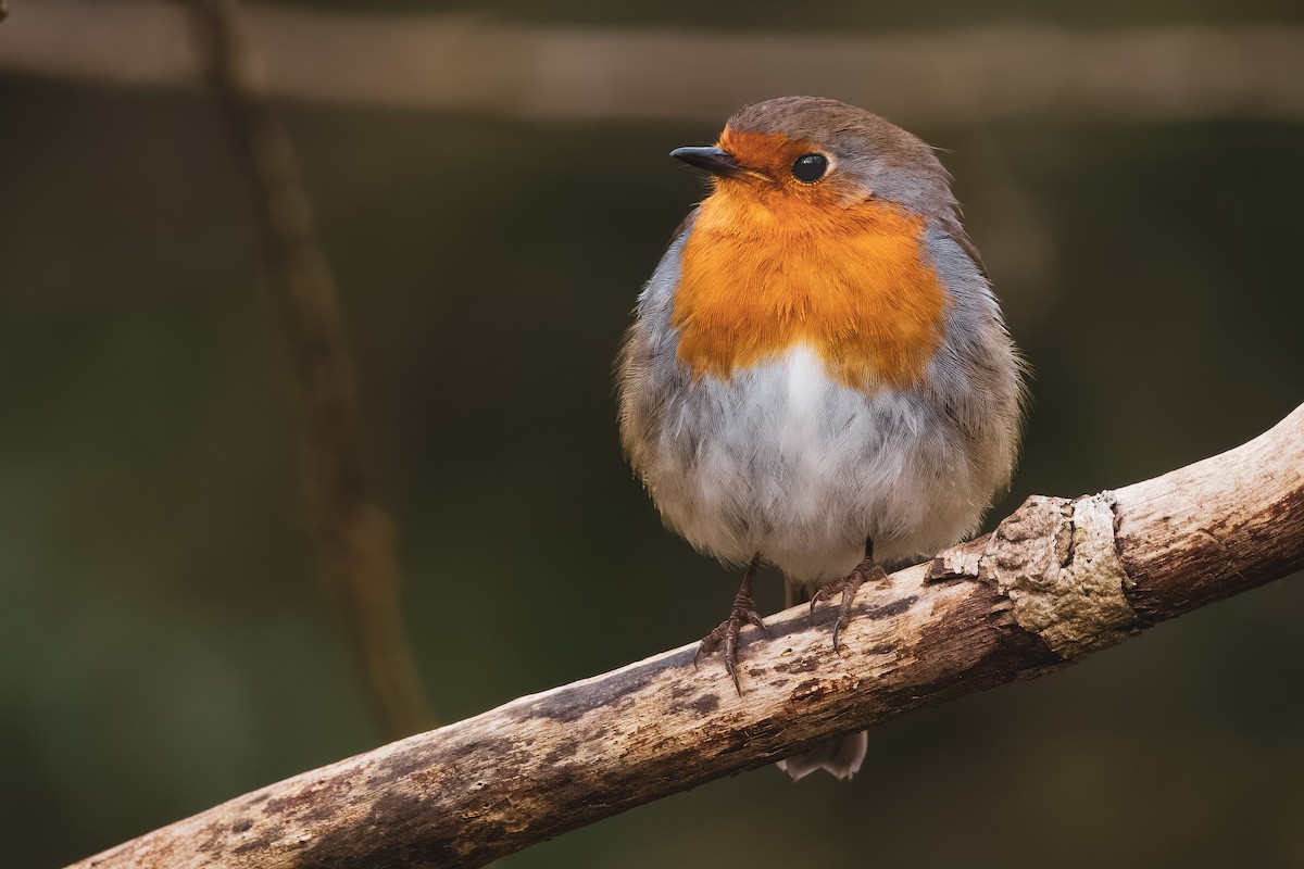 European Robin - ML614406983