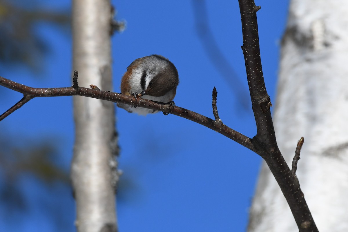 Boreal Chickadee - ML614406999