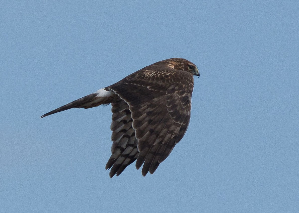 Northern Harrier - ML614407059