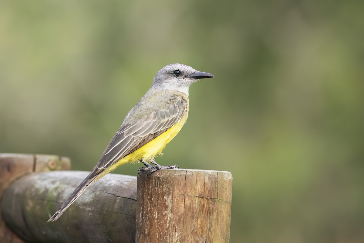 Tropical Kingbird - ML614407092