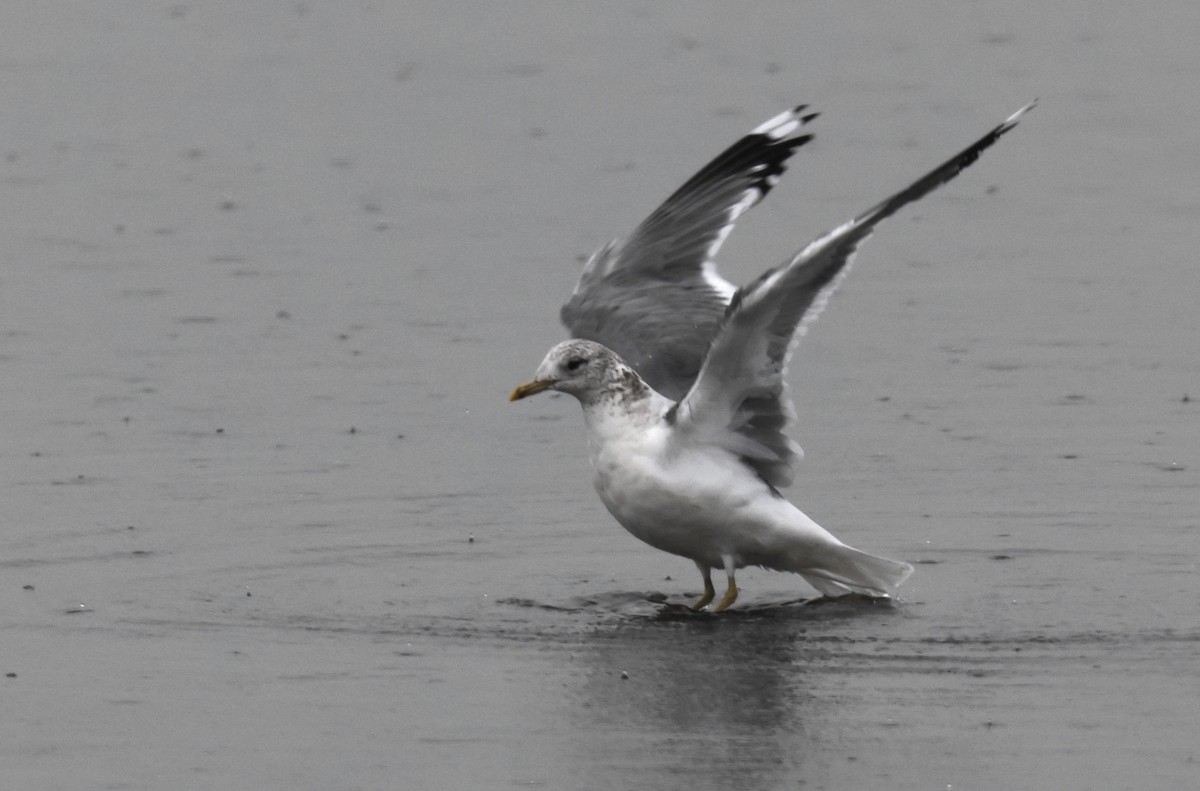 Common Gull (Kamchatka) - Hal and Kirsten Snyder