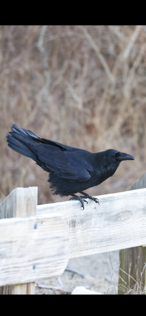 Common Raven - ML614407125
