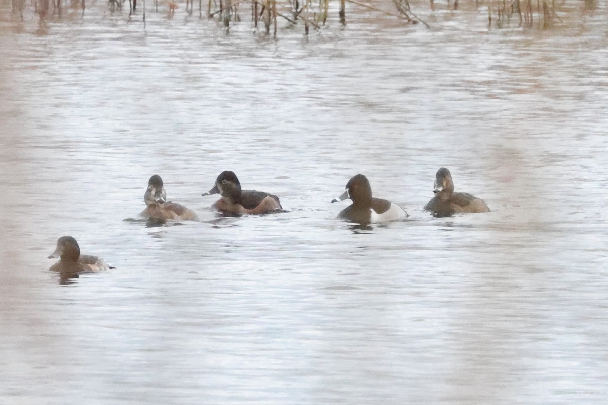 Ring-necked Duck - Sean Davies