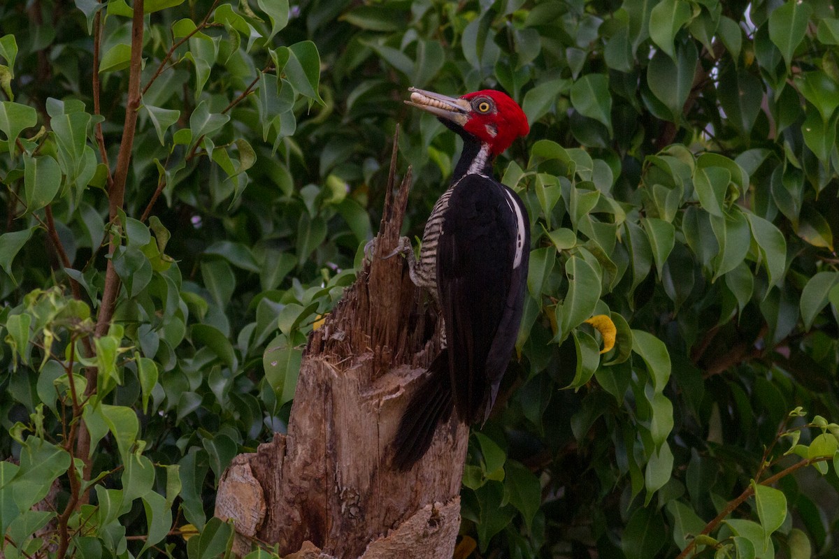 Crimson-crested Woodpecker - ML614407290