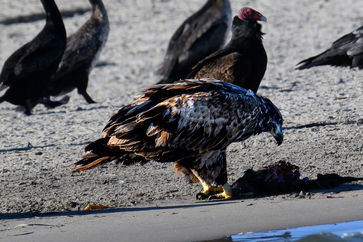 Weißkopf-Seeadler - ML614407311