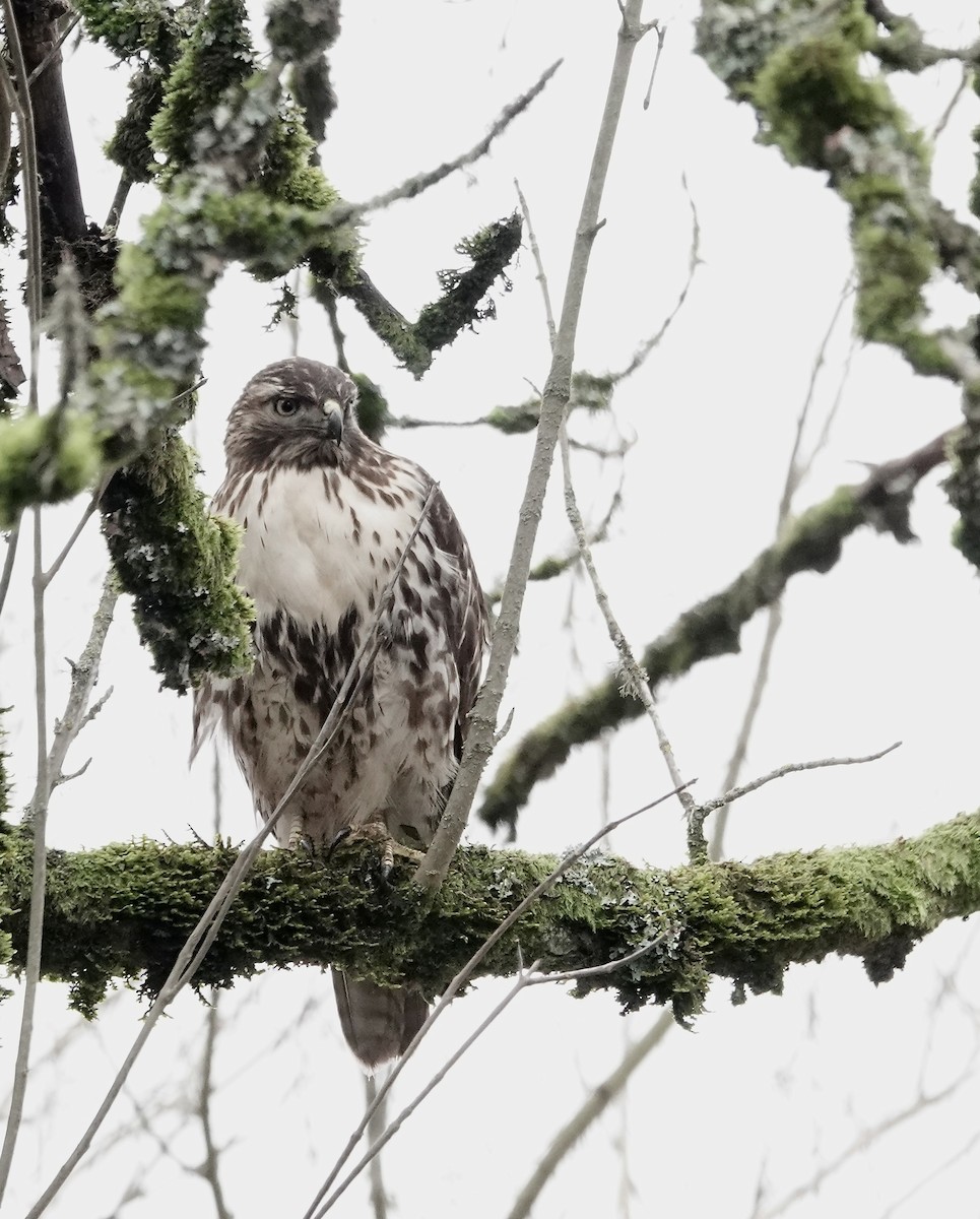 Red-tailed Hawk - ML614407365