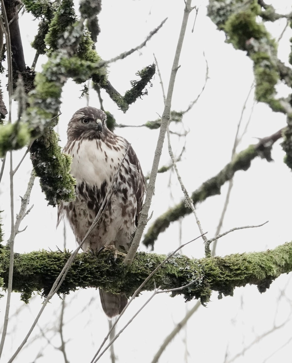 Rotschwanzbussard - ML614407365