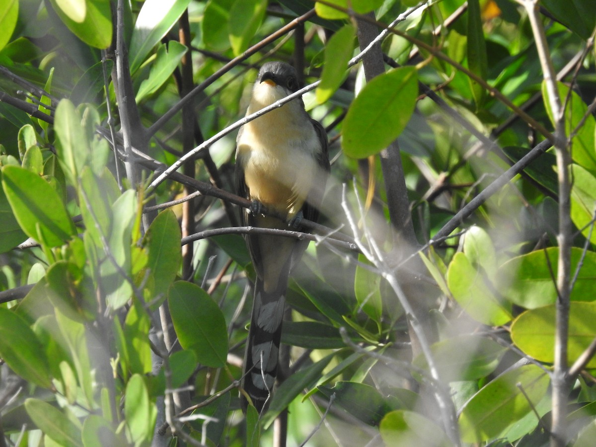 Mangrove Cuckoo - ML614407369