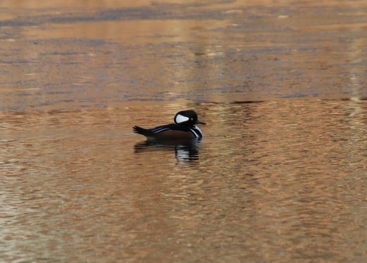 Hooded Merganser - ML614407378