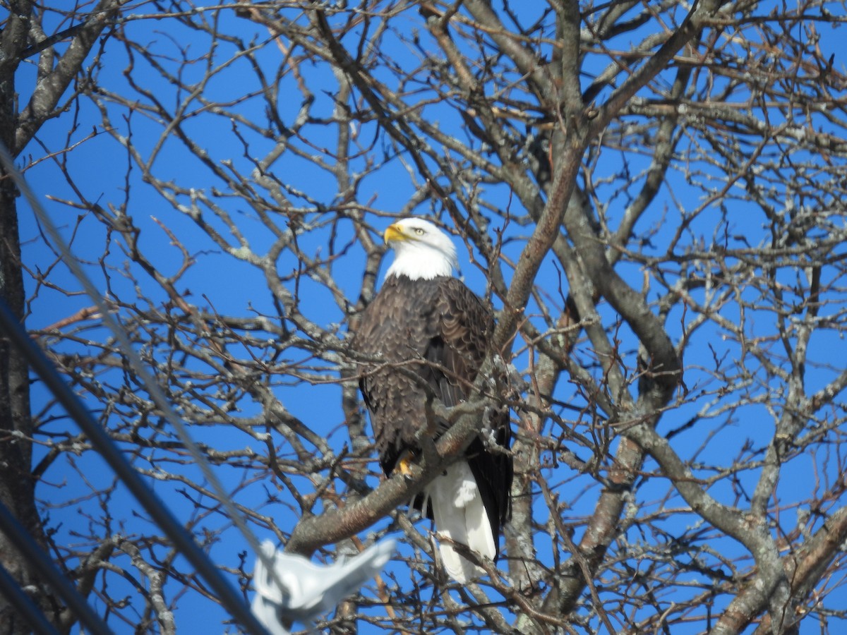 Bald Eagle - ML614407429