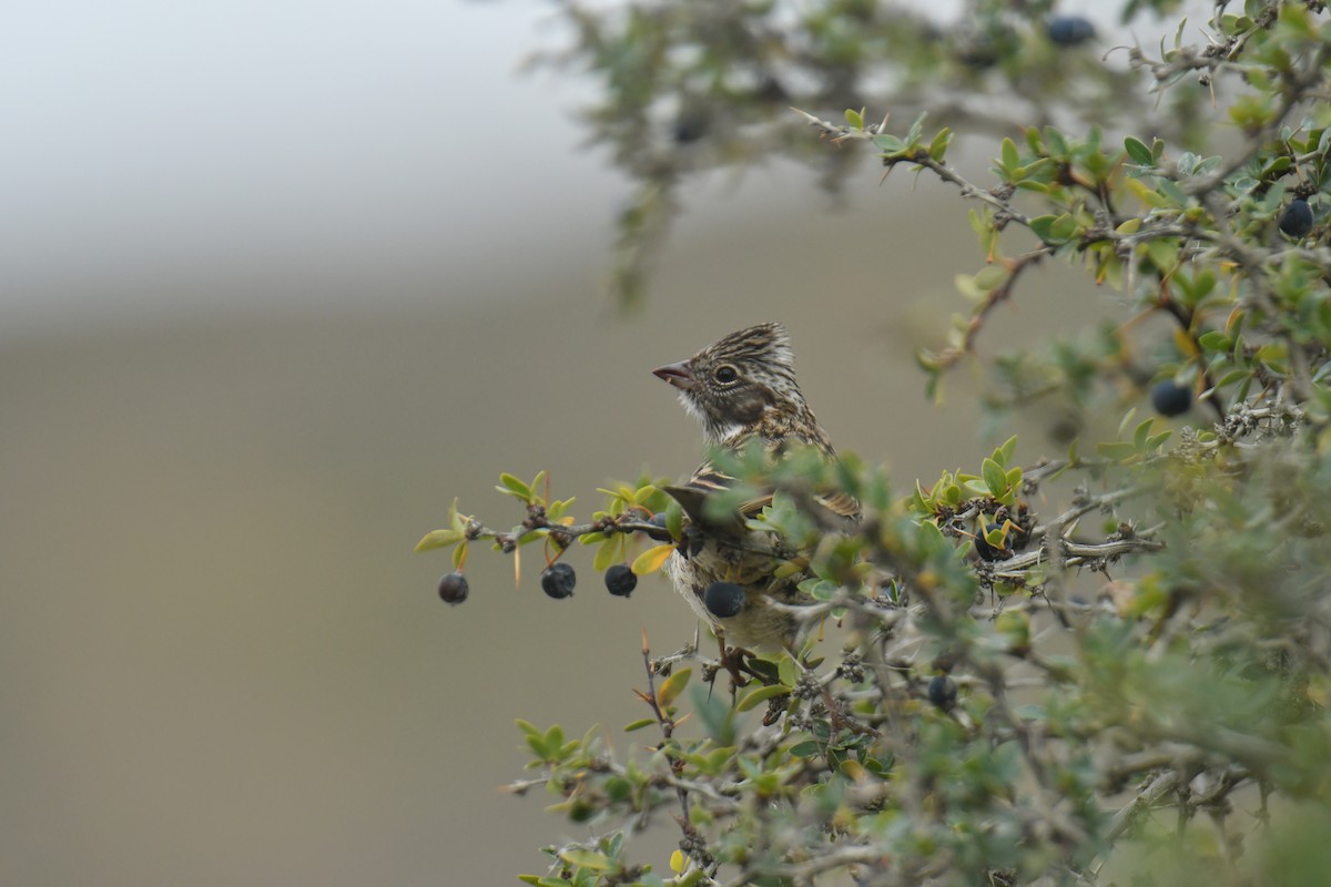 Rufous-collared Sparrow - ML614407473